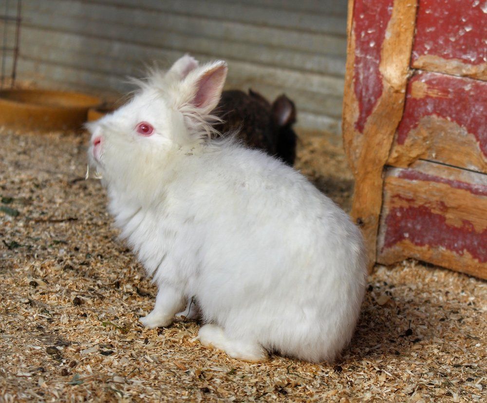 Rabbits