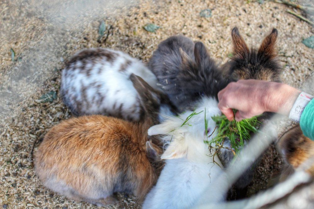 Rabbits eating