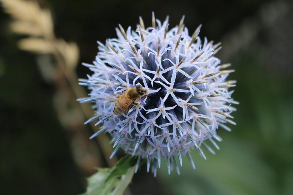 Bee