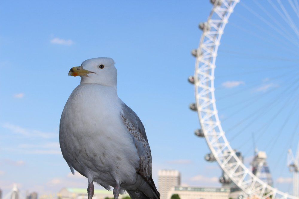 Bird