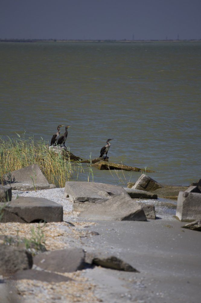 Озеро Сасык