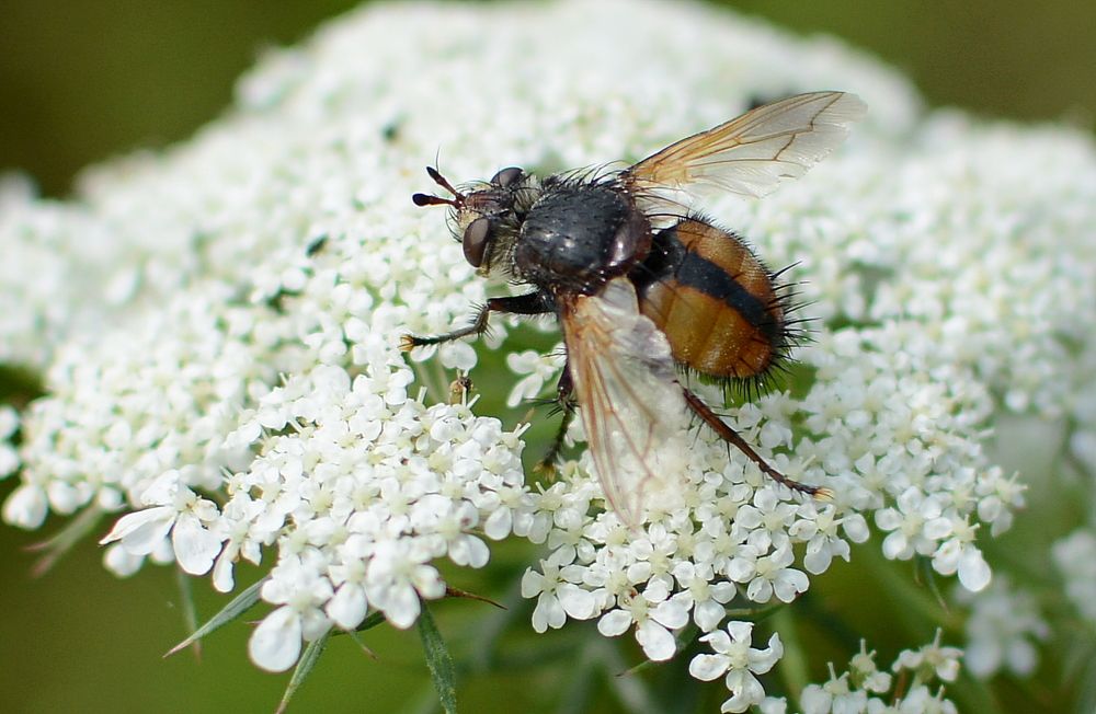 Чем меньше - тем страшней.