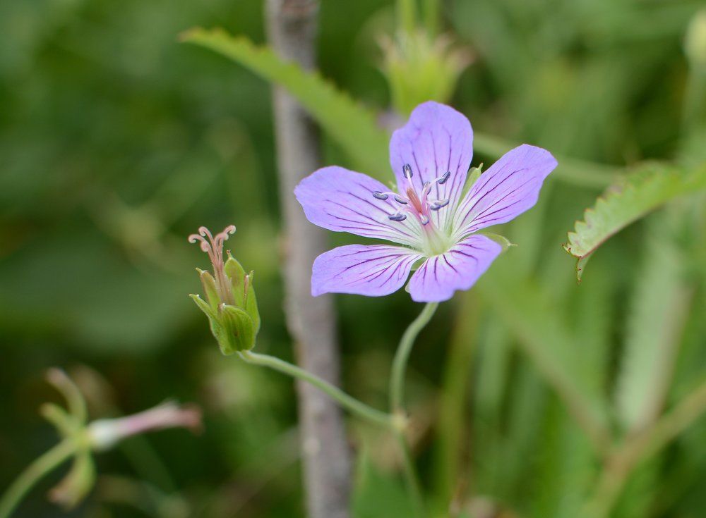 Полевой цветок
