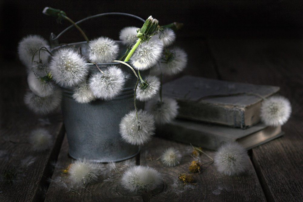 Забытые одуванчики...