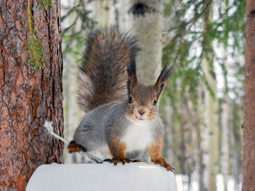 Приветик, я белка)