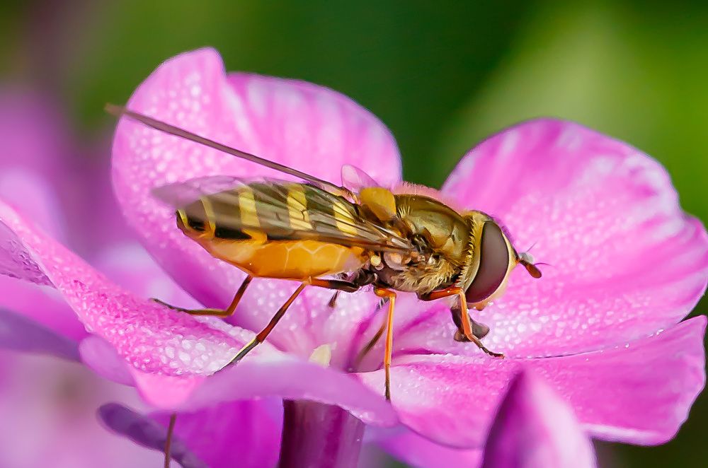 полосатый мух