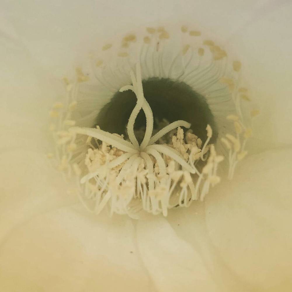 The heart of the flower