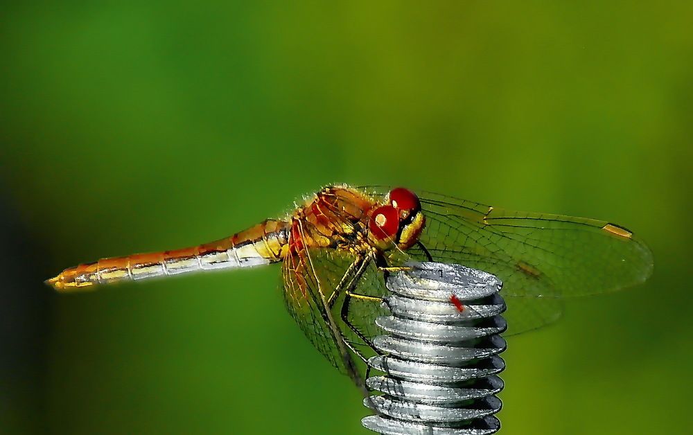 зарисовки.. стрекоза...