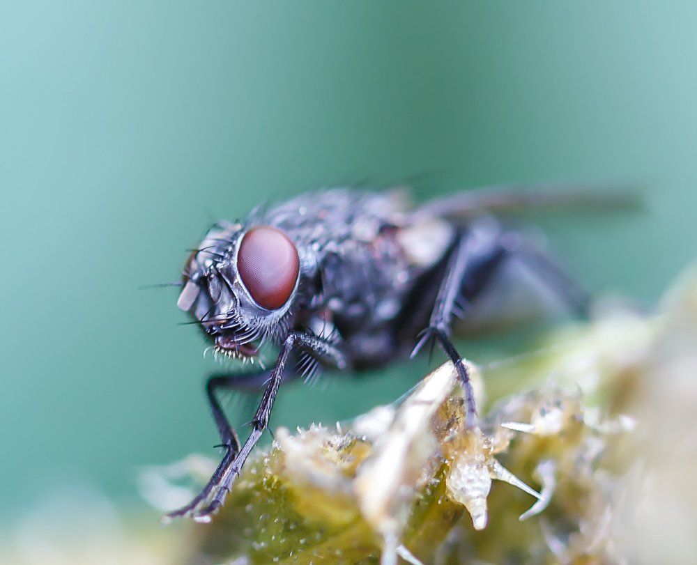 Муха 1