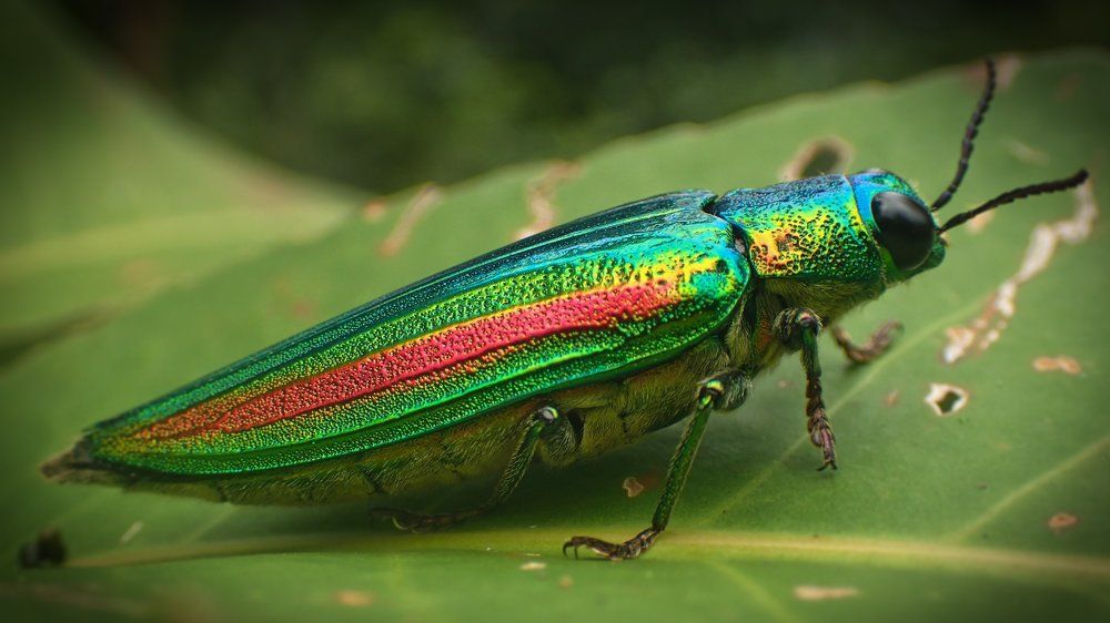 Son dos arc en ciel