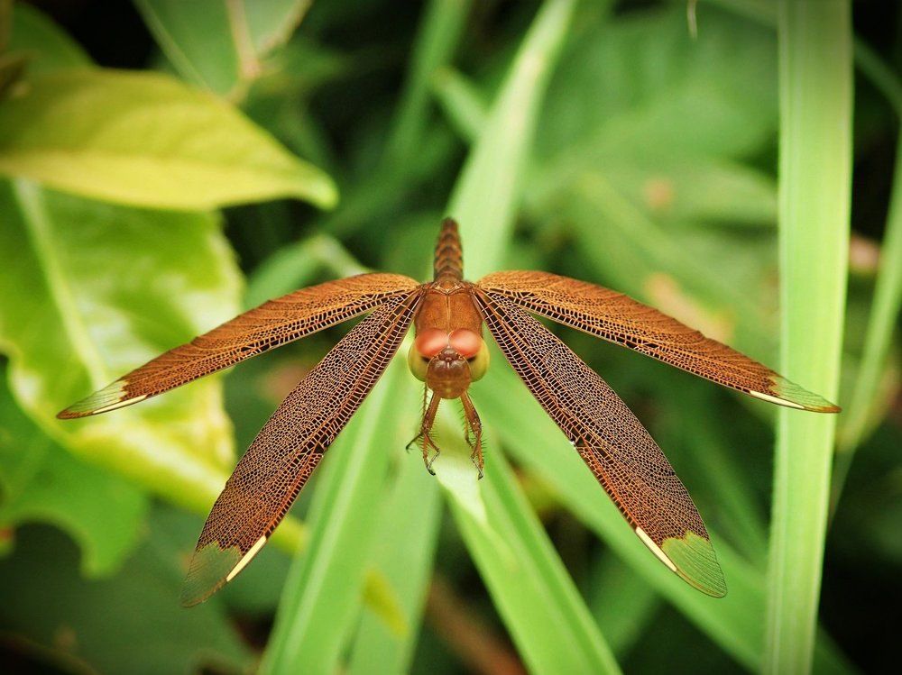 insecte beauté