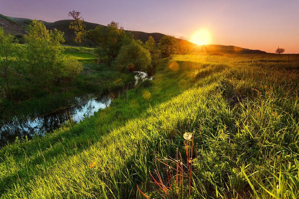 Вечерний одуванчик