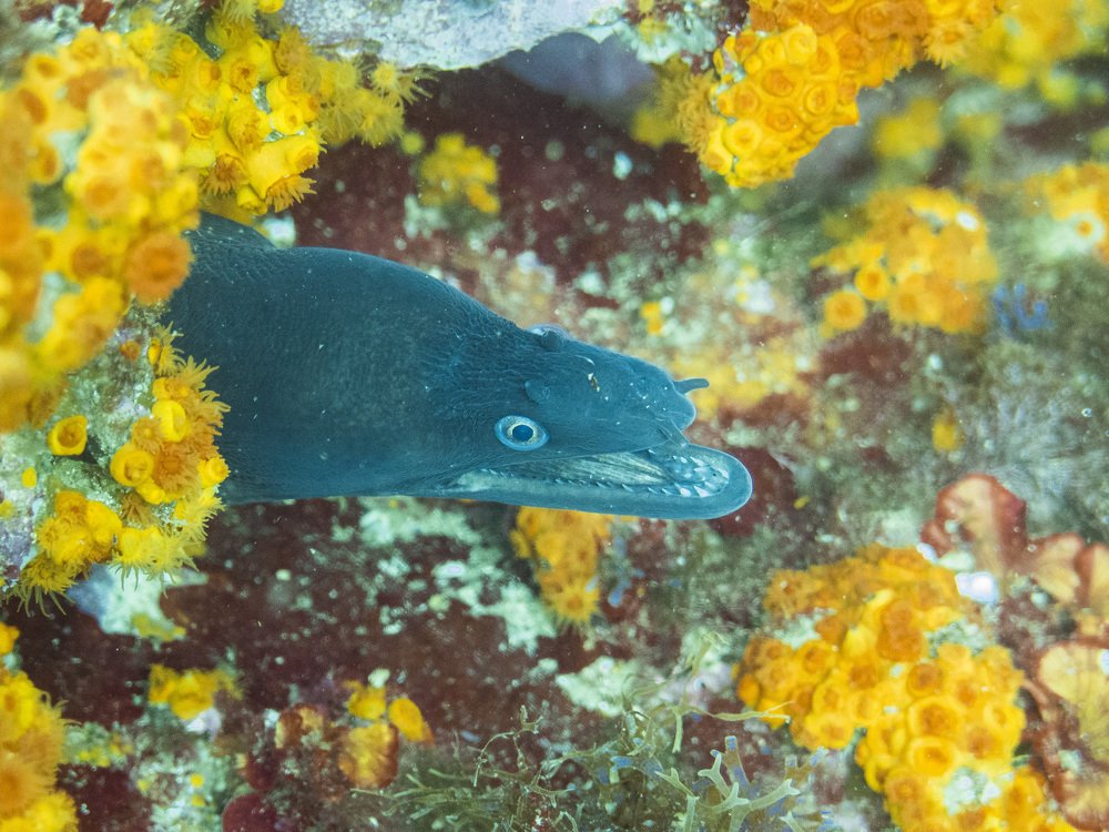 la belle murène