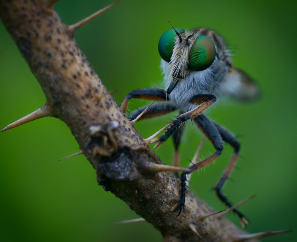 Robberfly