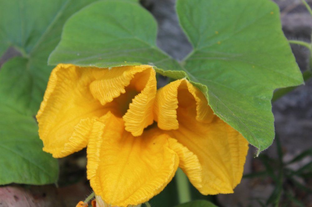 яркие краски цвета