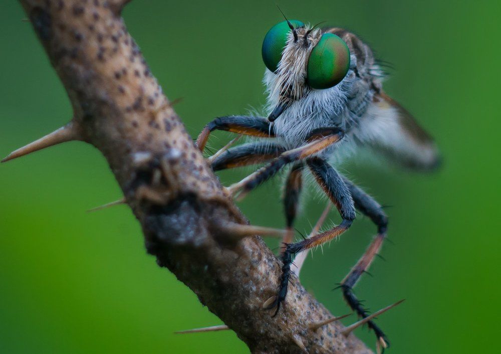 Robberfly
