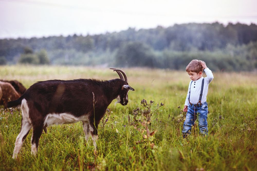 ...идет коза рогатая