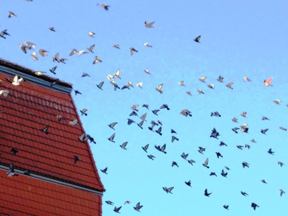 Pigeons
