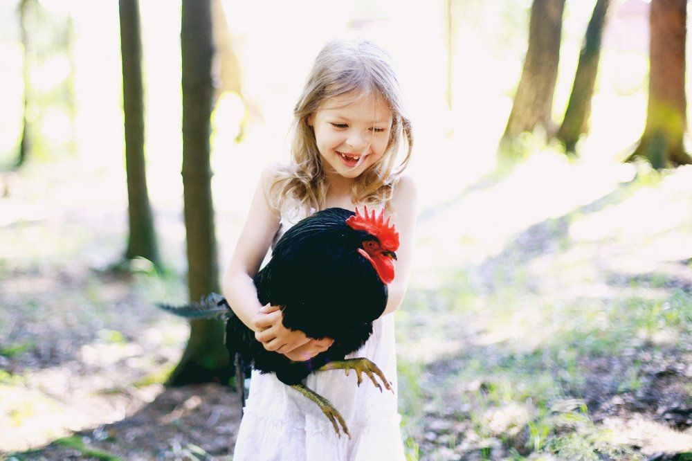 Чёрный петушок