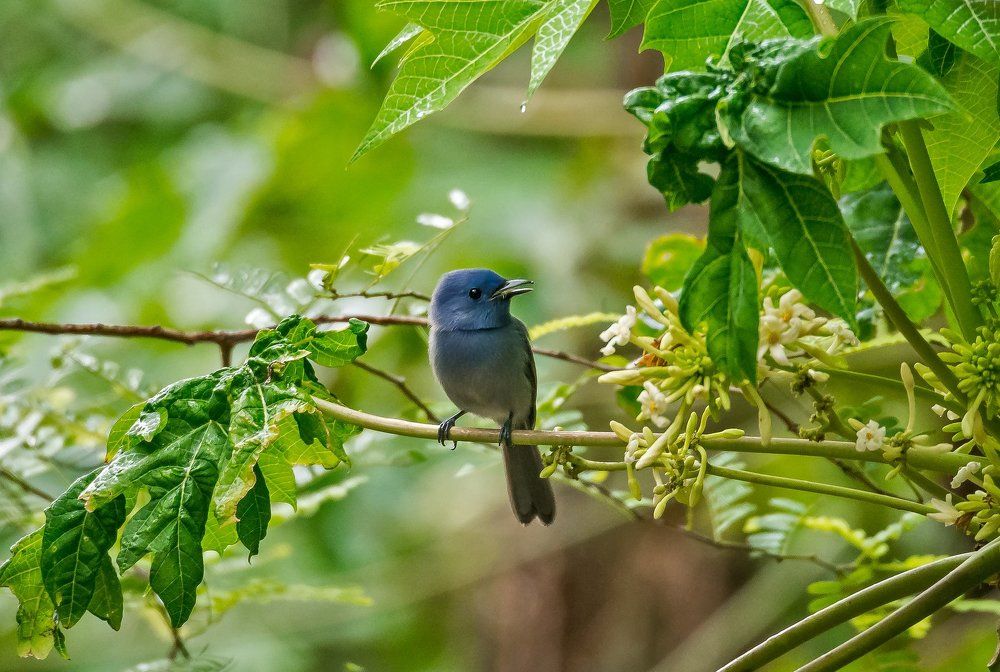 Pale blue Monarch (Hypothymis puella)