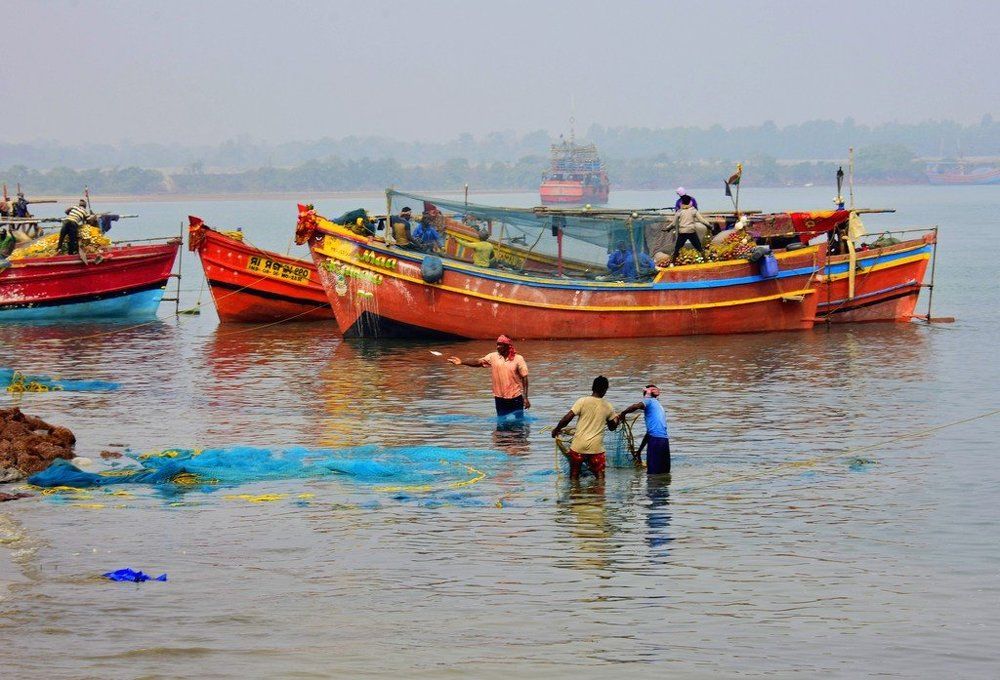 THROUGH OUT THE SAMPLE FISH