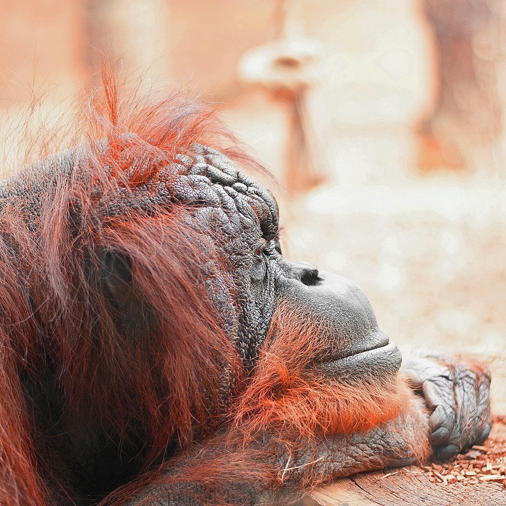 В своих мечтах