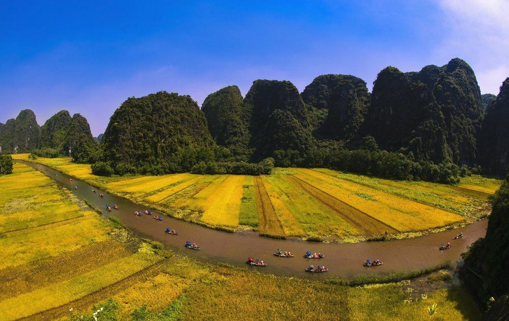 Gold rice season in Tam Coc