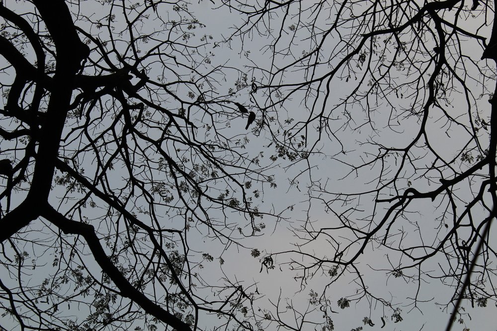 Photograph by Supreya Dey