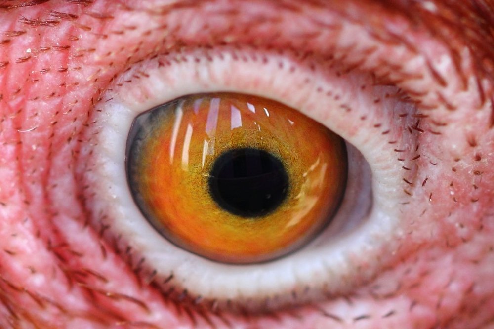 Желток и тут и там...