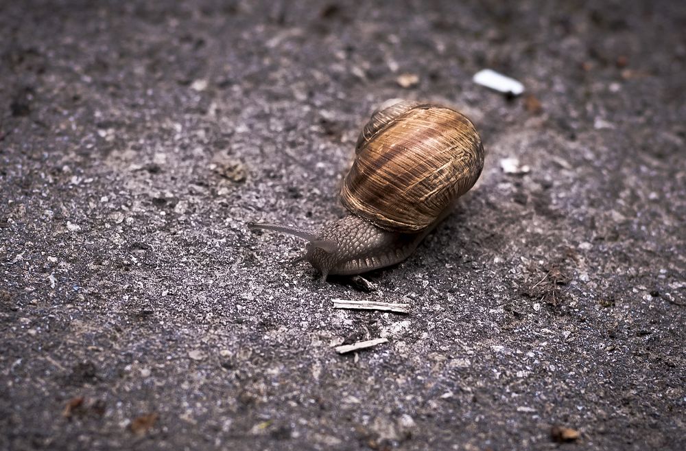 "равлик-павлик"