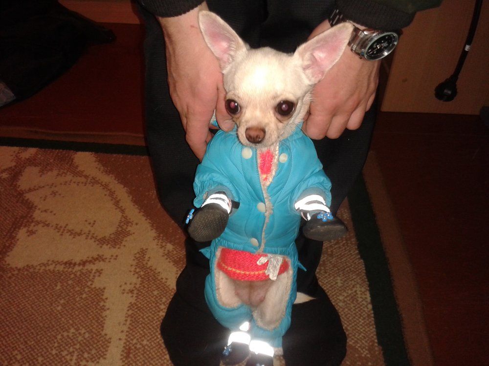 К прогулке готовы!