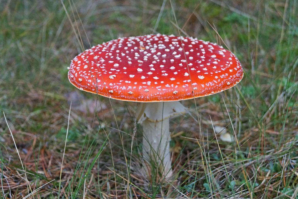 Мухомор