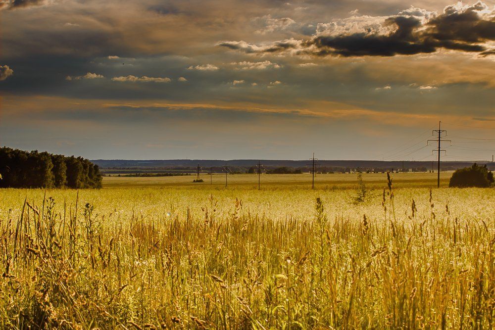 Русское поле - зреет урожай