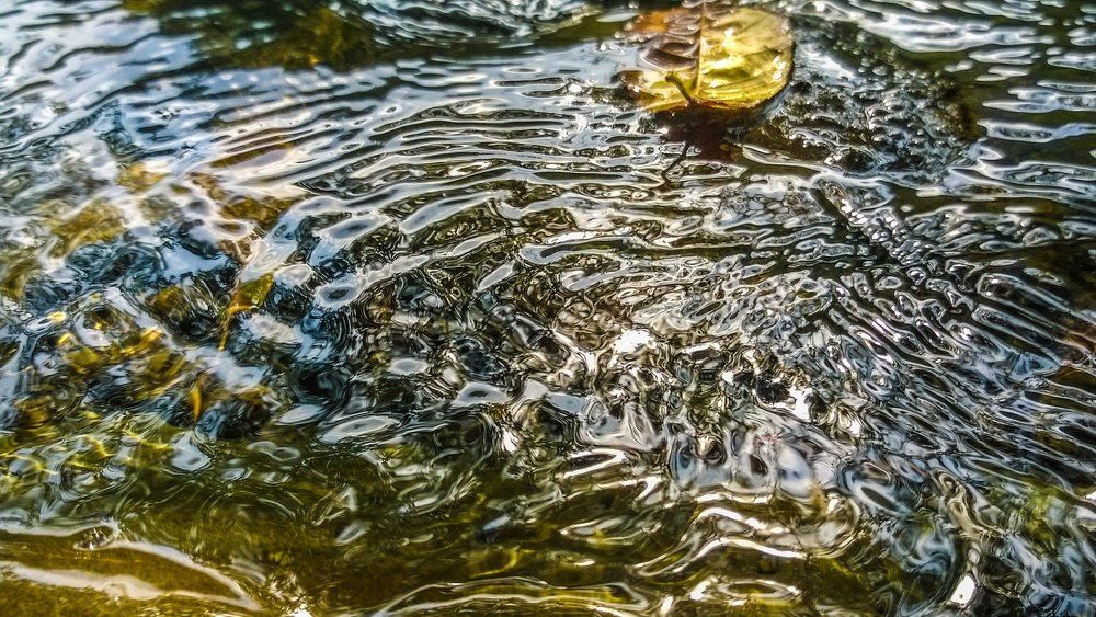 Лист на воде