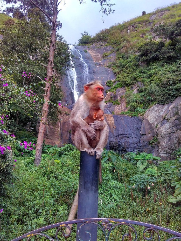 monkeys