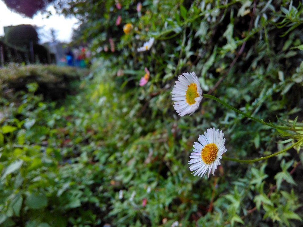 Flowers