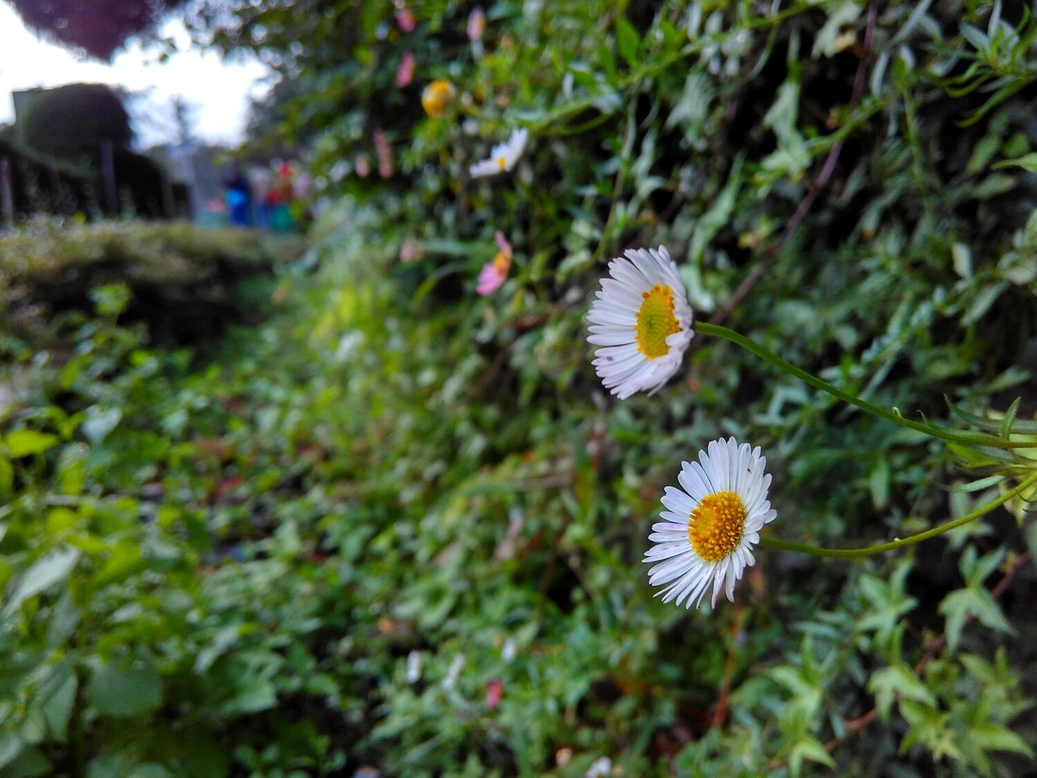 Flowers