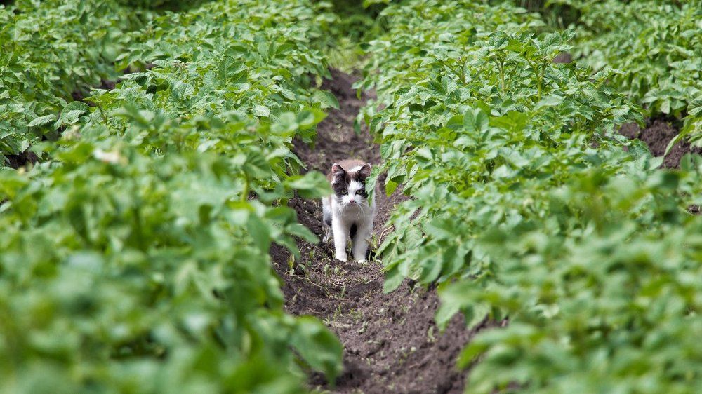 Дикий запад