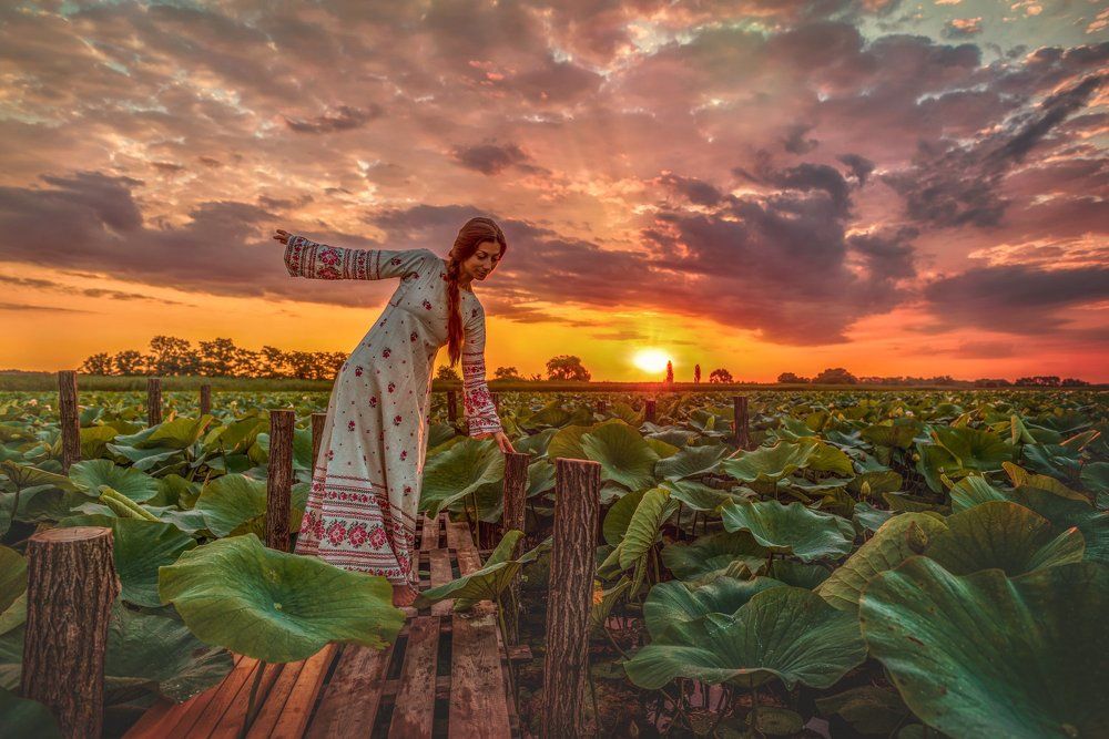 Восход солнца на озере лотосов