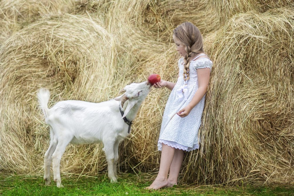 Злата и Сойка