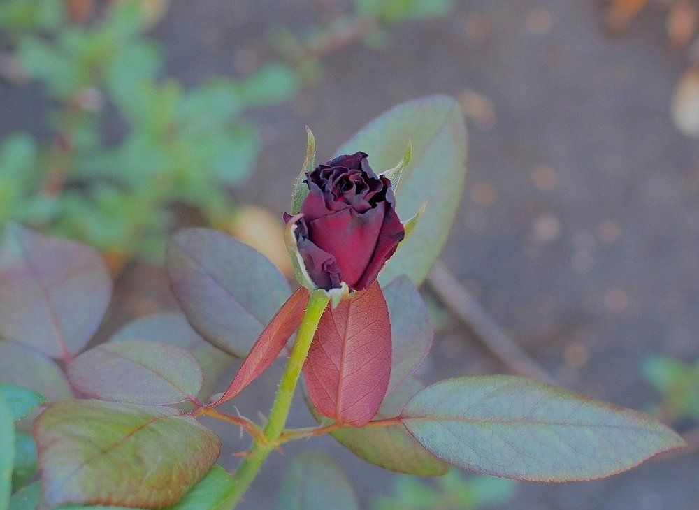 Розовый бутон