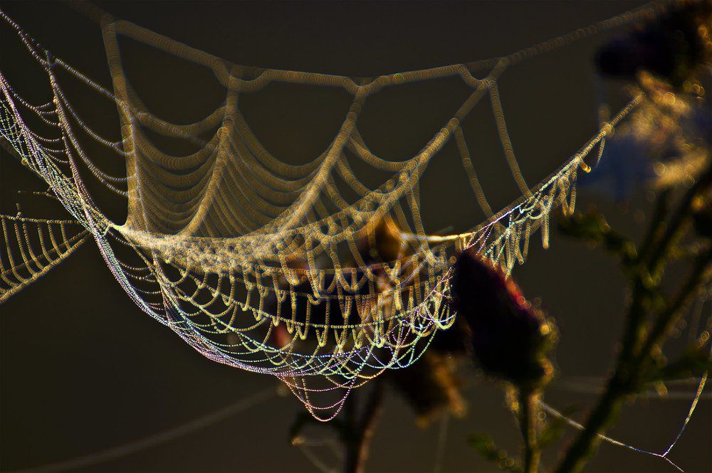 Свет в паутине. Радуга)