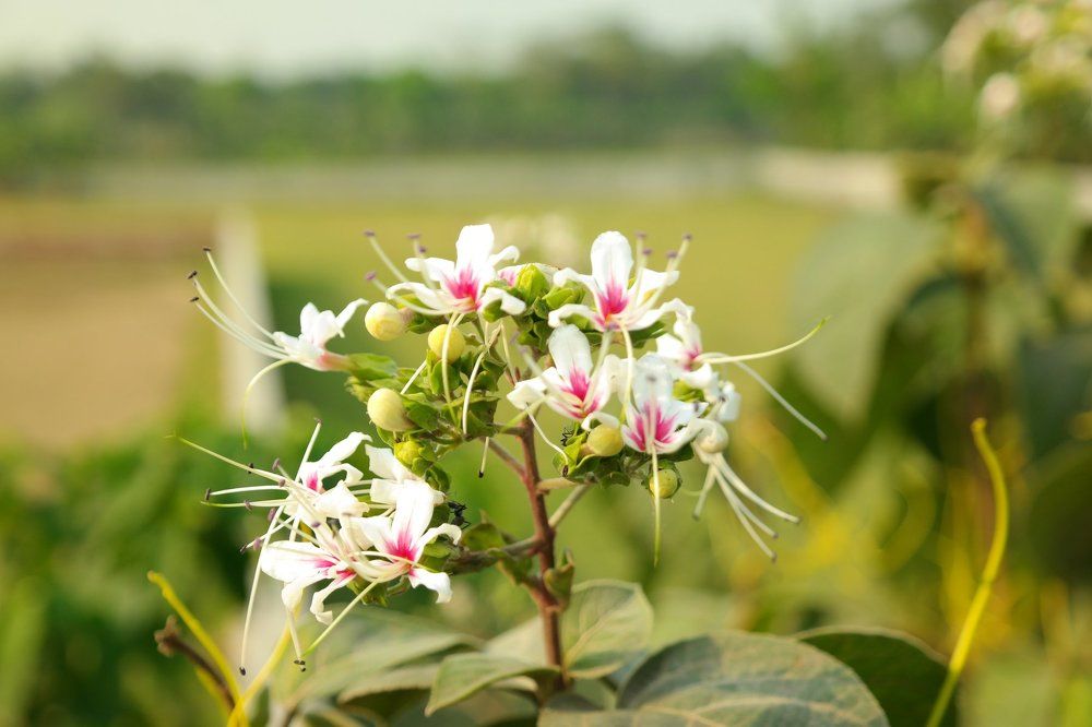 beauty of natural asset..