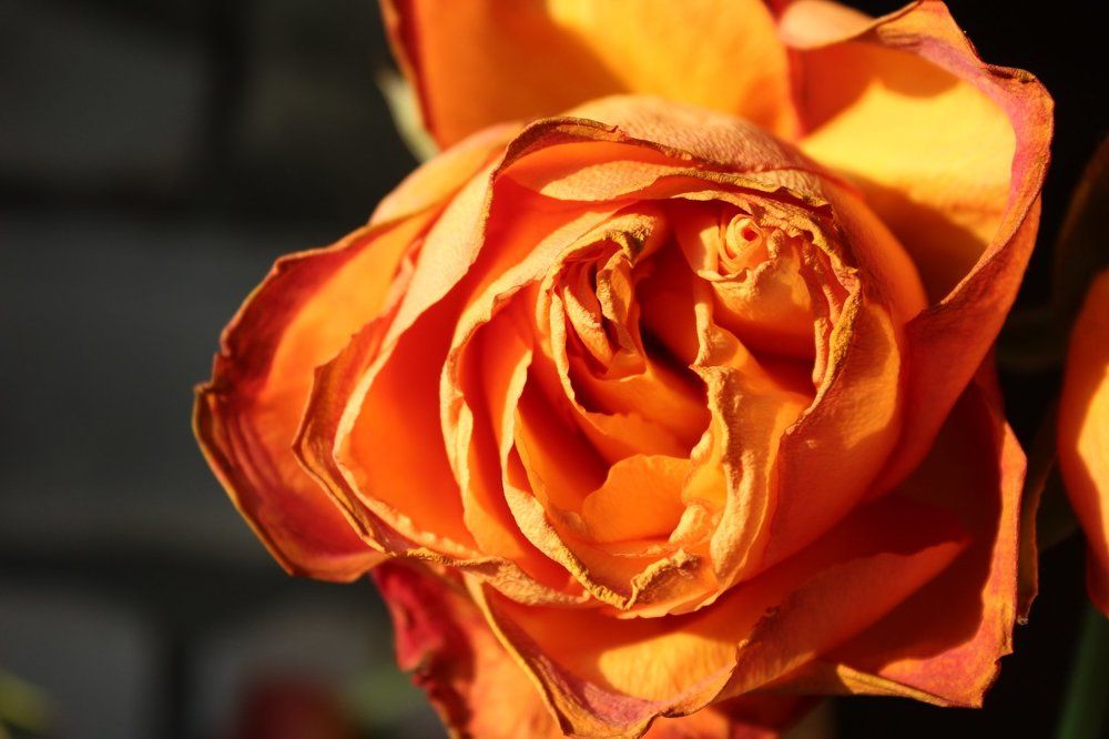 Огненный цветок