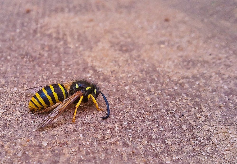 wasp