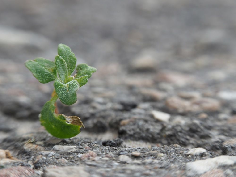 Фотография автора Александр Петаев