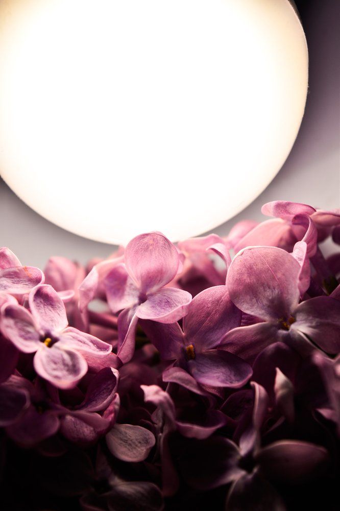 Лунная сирень