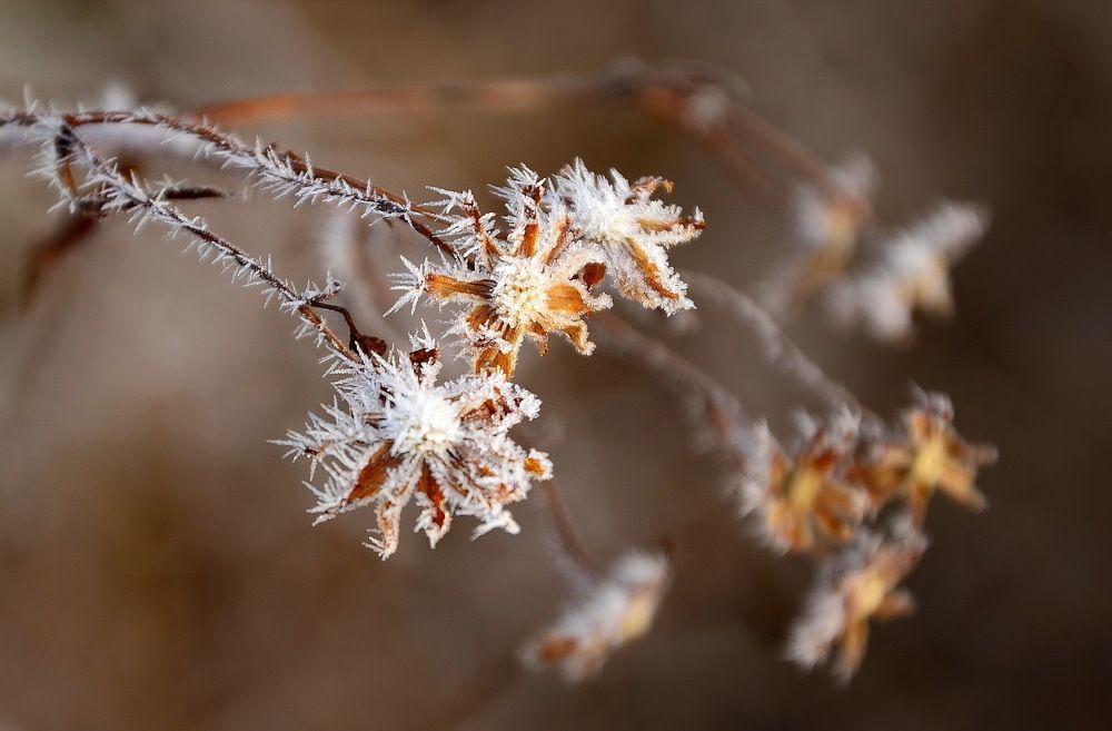 Зимние цветы.