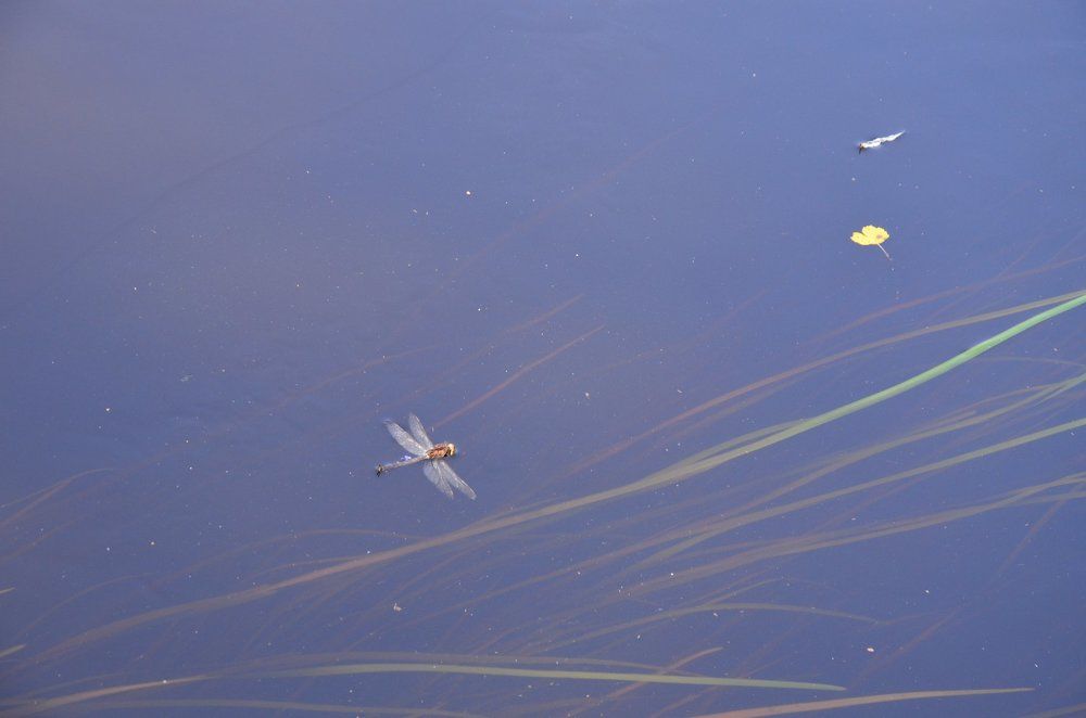 Первый лист осени