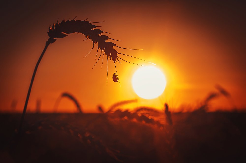 Вечерние акробатические этюды